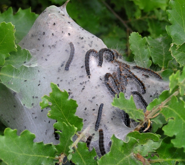 Bruchi di Eriogaster lanestris